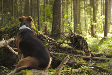 Un chien est assis tranquillement sur le sol de la forêt, le regard tourné vers les bois baignés de soleil. De la mousse, des branches tombées et des arbres imposants encadrent cette scène naturelle et paisible.