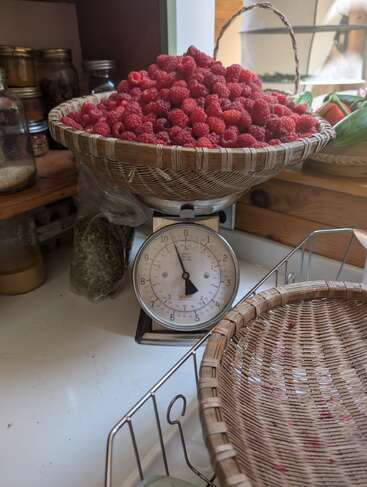 Un panier tressé rempli de framboises rouges fraîches est posé sur une balance de cuisine, entouré de bocaux et d'herbes, prêts à être pesés sur un comptoir.
