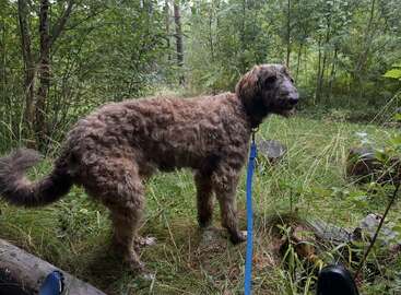 Un chien brun au pelage duveteux se tient debout sur le sol herbeux d'une forêt, tenu en laisse par une laisse bleue. Les arbres et la végétation environnants créent un cadre naturel et paisible en plein air.