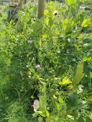 La lumière du soleil illumine de luxuriants plants de pois verts grimpant sur un treillis, ornés de délicates fleurs roses et violettes et de gousses fraîches, dans un jardin aux couleurs éclatantes.