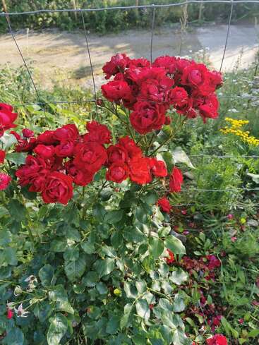 Un bouquet de roses d'un rouge éclatant s'épanouit en abondance près d'une clôture grillagée. Des feuilles vertes entourent les fleurs, tandis que des pétales jonchent le sol et que les rayons du soleil brillent.