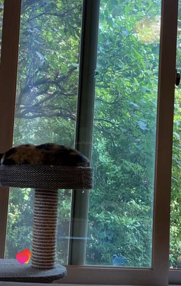 A cat sleeps curled up on a scratching post beside a large window, with lush green trees and sunlight visible outside, creating a peaceful indoor scene.