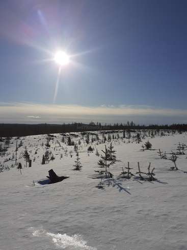 La imagen representa un sereno paisaje invernal con el suelo cubierto de nieve, árboles dispersos y un sol radiante que brilla en un cielo azul con nubes difusas.