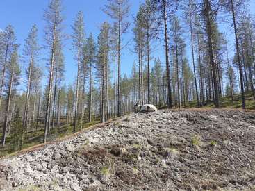 La imagen representa una serena escena forestal con una pequeña colina cubierta de tierra y hierba rala, con un grupo de árboles al fondo bajo un cielo azul despejado.