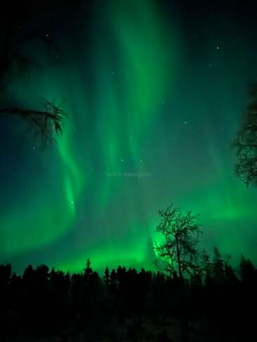 La imagen representa un impresionante cielo nocturno con auroras boreales, con vibrantes tonos verdes, estrellas y siluetas de árboles en primer plano.