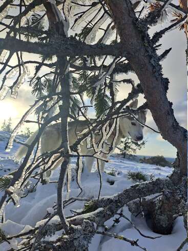La imagen representa una serena escena invernal con un perro blanco detrás de un árbol cubierto de nieve, con el sol brillando al fondo.