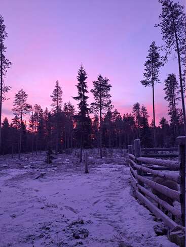 A snowy forest landscape at sunset, with a wooden fence and a reindeer on the right, bathed in beautiful pink and purple hues from the colorful sky.