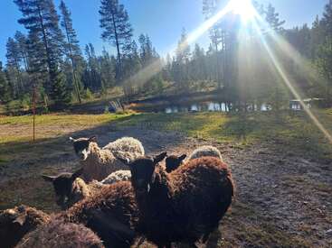 A group of sheep stands on a sunlit clearing by a pond, surrounded by tall pine trees, under a bright, radiant sky in nature.