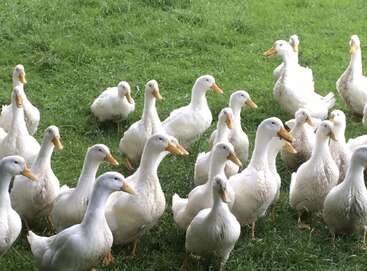Um bando de patos brancos está bem juntinho na grama verde brilhante. Seus bicos e pés amarelos contrastam com suas penas, criando uma cena animada e alegre.