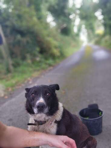 Un perro blanco y negro está sentado en una tranquila carretera arbolada. Se ve el brazo de una persona acariciando suavemente al perro. Cerca hay un cubo negro.