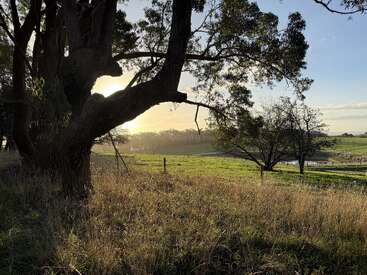 Uma grande árvore está em primeiro plano, projetando sombras na grama alta, com a luz do sol passando pelos galhos sobre uma paisagem rural verde e pacífica e um lago.