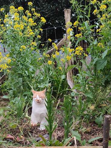 Um gato branco e ruivo senta-se alegremente com os olhos fechados em meio a plantas verdes altas e flores amarelas vibrantes, irradiando tranquilidade em um cenário de jardim rústico.