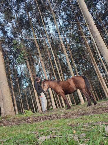 Uma pessoa está de frente para um cavalo marrom em uma floresta tranquila de árvores altas e retas, com grama verde e luz suave da tarde ao redor.