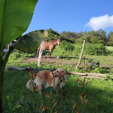 Um cachorro dourado está entre flores e grama verde em primeiro plano, enquanto um cavalo marrom pasta atrás de uma cerca rústica, sob um céu azul brilhante.