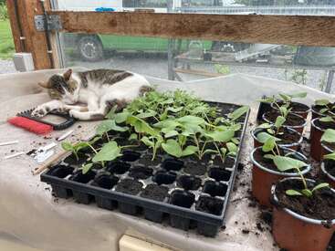 A cat naps comfortably on a gardening table beside seedlings in trays and pots. Gardening tools and soil are scattered around, creating a peaceful greenhouse scene.