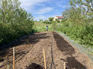 A person is tending to a garden bed on a sunny day, surrounded by trees and greenery, with a house visible in the background on a hill.