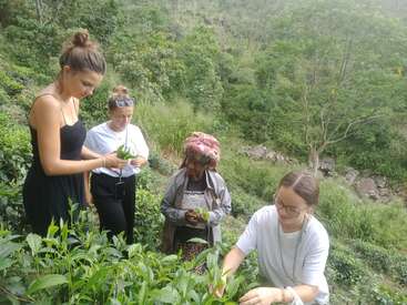 Four women are picking tea leaves together on a lush, green hillside. They appear focused, engaged, and surrounded by vibrant nature with trees in the background.