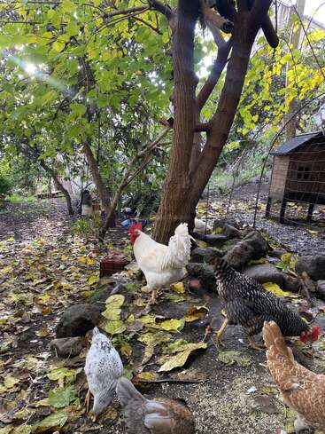 Several chickens roam and peck at the ground beneath a large tree in a leafy yard. Sunlight filters through green leaves. A coop stands nearby.