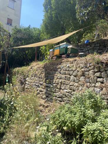 A stone terrace in a sunny garden supports colorful beehives under a shade cloth. Wild plants and greenery grow below, with tall trees and a building nearby.