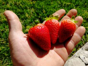 Das Bild zeigt eine Hand, die drei reife Erdbeeren mit grünen Blättern hält, vor einem verschwommenen Hintergrund aus saftig grünem Gras und einer Steinfläche.