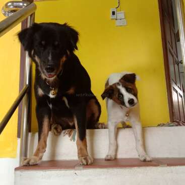 La imagen muestra a dos perros de pie en una escalera, uno negro y fuego y otro blanco y marrón, ambos con collar, contra una pared amarilla.