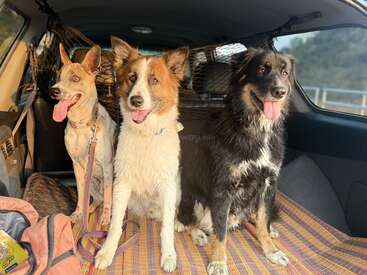 Três cachorros felizes estão sentados no banco de trás de um carro, com as línguas de fora, curtindo uma aventura juntos em um cobertor estampado, com a luz do sol entrando pelo teto solar.
