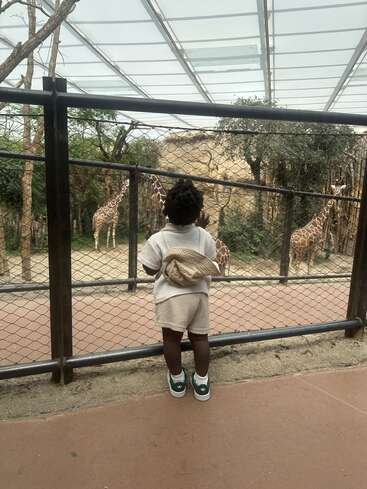 A young child stands at a fence in a zoo, looking at two giraffes in their enclosure, filled with trees, under a large glass roof.
