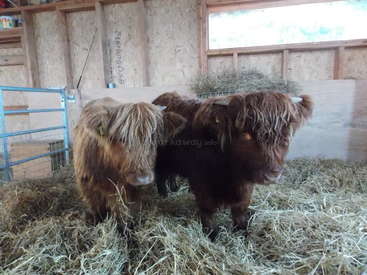 The image depicts two Highland cattle standing in a barn, surrounded by hay, with a blue gate and a window visible in the background.