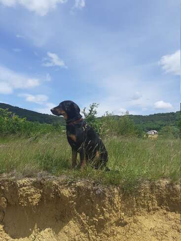 The image depicts a black and brown dog sitting on a grassy hill, with a blue sky and white clouds above, and a house visible in the distance.
