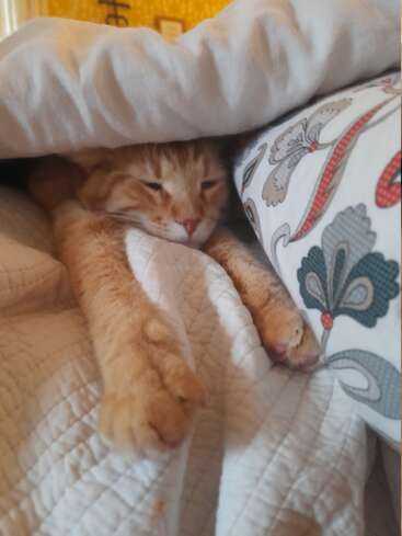 Un chat orange tout doux étire ses pattes, blotti sous une couverture blanche ; il a l'air endormi et détendu, allongé sur un coussin à motifs dans une pièce chaleureuse.