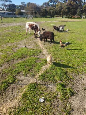 Escena de corral con cabras, gallinas, una vaca y un gallo alimentándose de un rastro de grano. Hierba verde, cielo azul y árboles rodean a los animales.