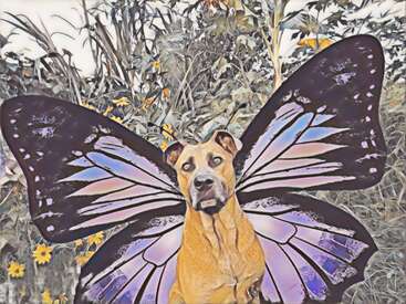 The image depicts a dog with large, colorful butterfly wings superimposed over its body, set against a backdrop of foliage.