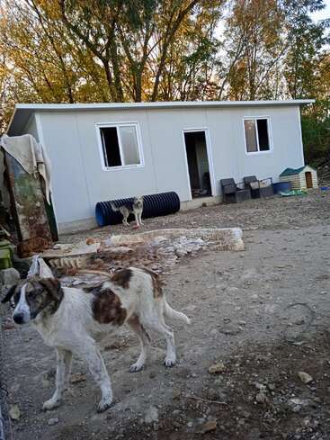 Escena rústica al aire libre con varios perros delante de un pequeño edificio blanco rodeado de árboles, tierra, objetos esparcidos y algunas perreras improvisadas. Ambiente tranquilo.