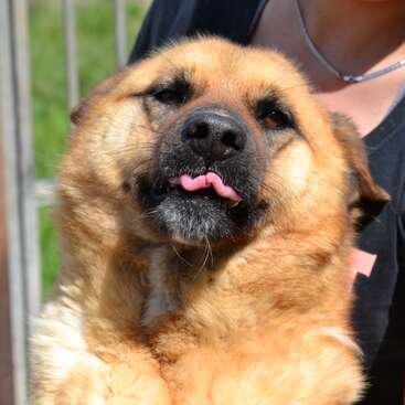 Un esponjoso perro marrón se sienta cómodamente en brazos de alguien, sacando la lengua juguetonamente. La persona, con camisa negra y collar plateado, sostiene al perro con cariño.