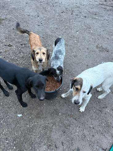 Four dogs gather around a black bowl filled with kibble on a dirt ground. Each dog has a different coat color and unique appearance.