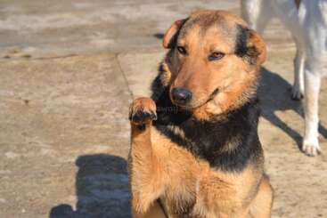 A brown and black dog sits on concrete, lifting one paw as if shaking hands. The dog looks directly at the camera, appearing friendly and curious.
