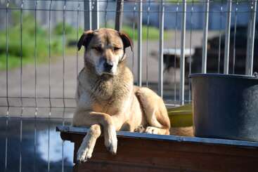 A brown dog lounges casually on a wooden surface, crossing its front legs. Behind it is a metal fence and a large black water container. Sunny day.