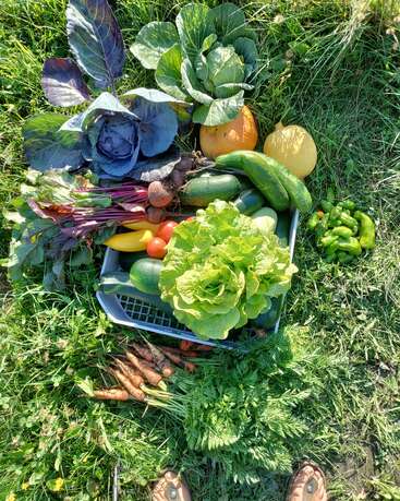 Une récolte haute en couleur de légumes du potager, comprenant de la laitue, du chou, des courges, des courgettes, des carottes, des concombres, des betteraves, des tomates et des poivrons, le tout disposé sur de l'herbe verte.