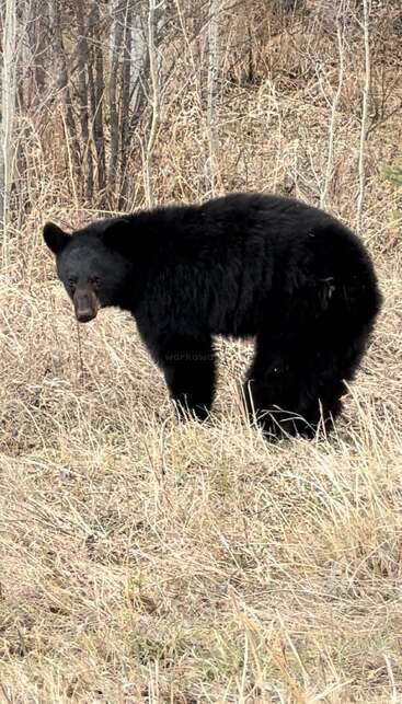 A imagem mostra um urso negro em pé em um campo de grama seca, voltado para a esquerda, com uma marca d'água sutil indicando \"workaway\" no centro.
