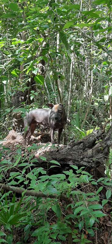 Das Bild zeigt einen Hund, der auf einer Wiese steht und nach rechts blickt, mit einem Halsband um den Hals, an dem ein Anhänger befestigt ist. Der Hund ist von Bäumen und Büschen umgeben.
