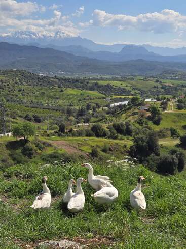 Six white geese gather on green grass, overlooking a lush valley with orchards, rolling hills, and distant snow-capped mountains under a bright, partly cloudy sky.
