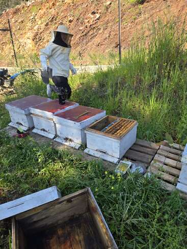 A beekeeper in protective clothing inspects several white beehives placed on wooden pallets in a grassy, rural area with a dirt hillside background.