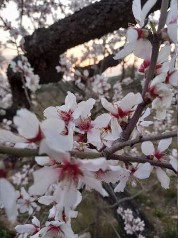 Delicate white and pink blossoms adorn tree branches, set against a blurred background with a dark trunk and soft sunset, creating a tranquil and scenic spring atmosphere.