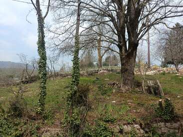 Une scène rurale paisible avec des arbres sans feuilles, de l'herbe envahissante, du lierre rampant et des murs en pierre. Un grand arbre se dresse bien en évidence, avec un ciel serein au-dessus.