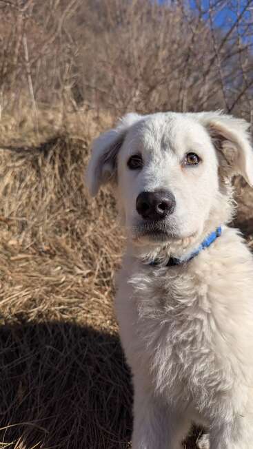 Un chien blanc duveteux avec un collier bleu se tient à l'extérieur sur de l'herbe sèche, regardant directement l'appareil photo. Des branches sans feuilles et une colline se trouvent à l'arrière-plan.