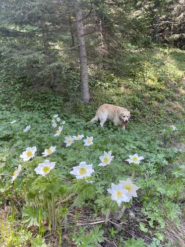 Un golden retriever se tient dans une clairière où abondent le feuillage vert et les délicates fleurs sauvages blanches, entouré de grands arbres et baigné par les rayons du soleil qui filtrent à travers les branches.