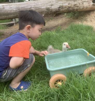 Ein kleiner Junge hockt auf dem Rasen neben einem grünen, mit Wasser gefüllten Karren und beobachtet neugierig ein flauschiges Gänseküken, das inmitten der Natur ganz in der Nähe steht.