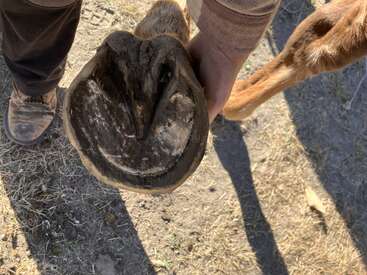 A person is holding up a horse's hoof, showing the underside. The hoof appears healthy and is surrounded by dirt and grass on the ground.