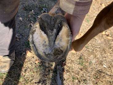 A person holds up a horse’s hoof, showing the sole and frog clearly. Grass and dirt are visible, indicating an outdoor setting with dry ground.
