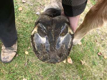 A person holds up a horse's hoof, showing the underside covered with dirt and grass. Nearby, a booted foot stands on green grass with fallen leaves.